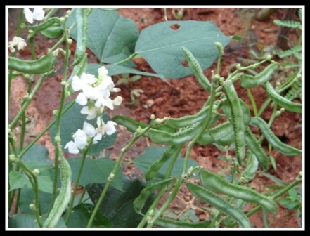 KODI AVARAI