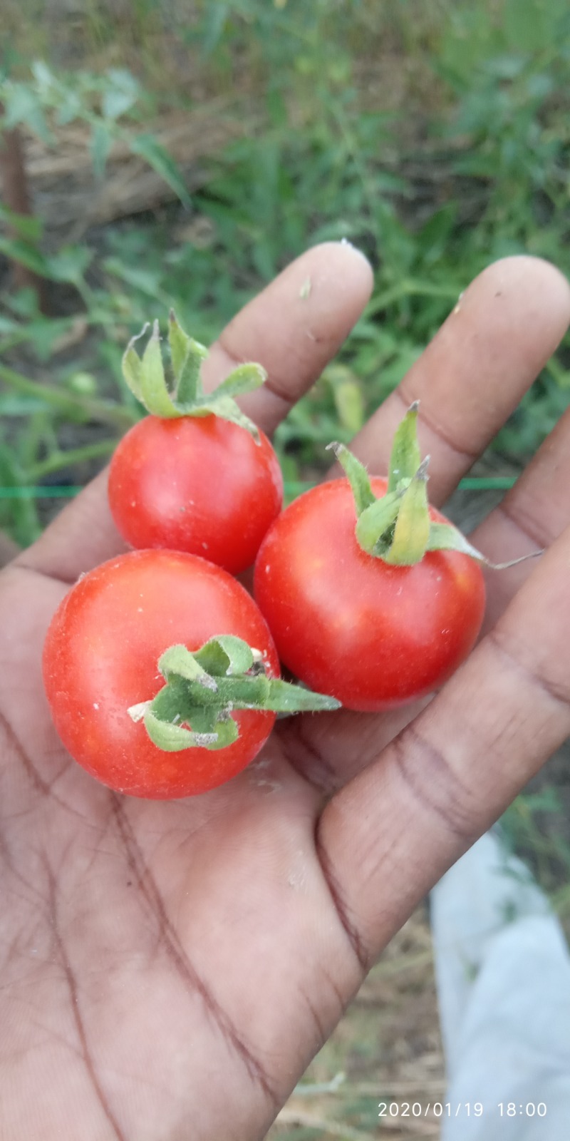 Large plum tomato | பெரிய பிலம் தக்காளி