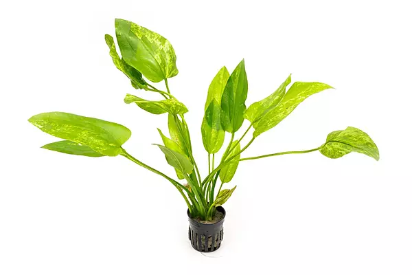 Marble Queen Sword Potted