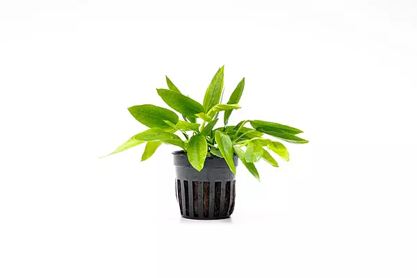 Ozelot Sword "Narrow Leaf Mini" - Bunch