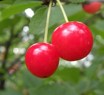 Montmorency Sour Cherry