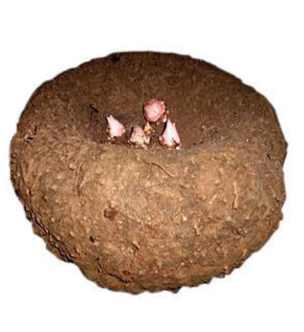 Cenaikkilanku | சேனை கிழங்கு விதை