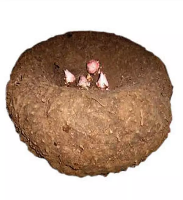 Cenaikkilanku |  சேனை கிழங்கு விதை