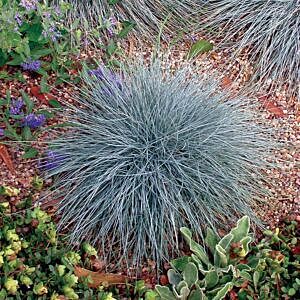 ELIJAH BLUE FESCUE (FESTUCA ELIJAH BLUE)