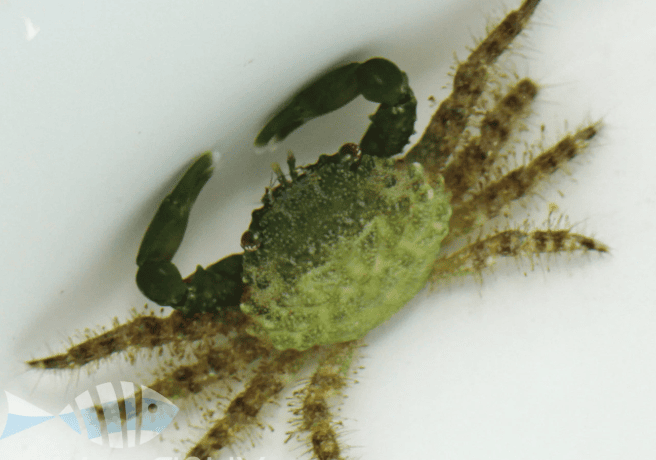 Emerald Crab