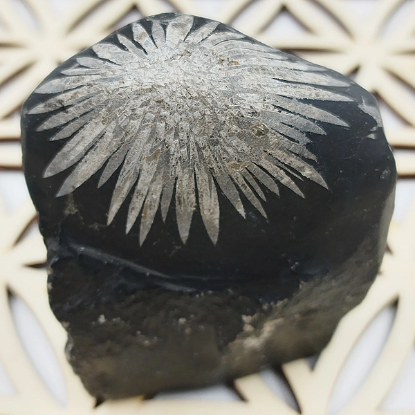 Especimen Crisantemo