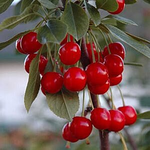 EVANS CHERRY (PRUNUS CERASUS ‘EVANS’)