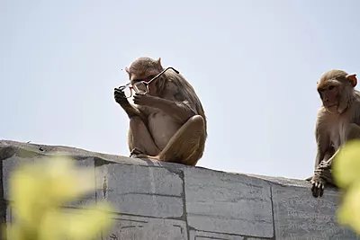 Divine Vrindavan Getaway