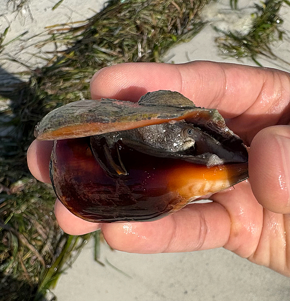 Fighting Conch - Large