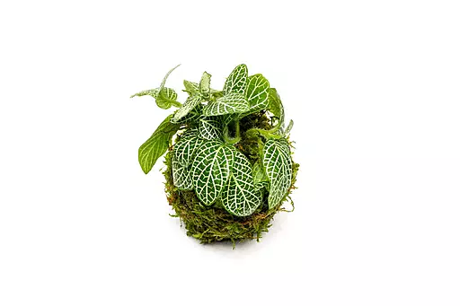 Nerve Plant - Bunch