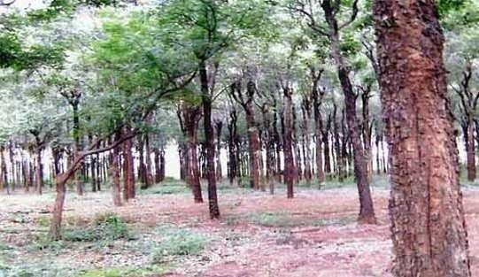 Semmaram | Rose Wood (செம்மரம்)