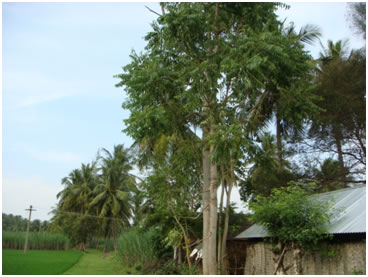 Pencil tree (பென்சில் மரம் )