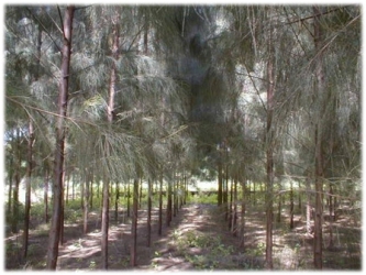 savukku | Casuarina Tree (சவுக்கு)