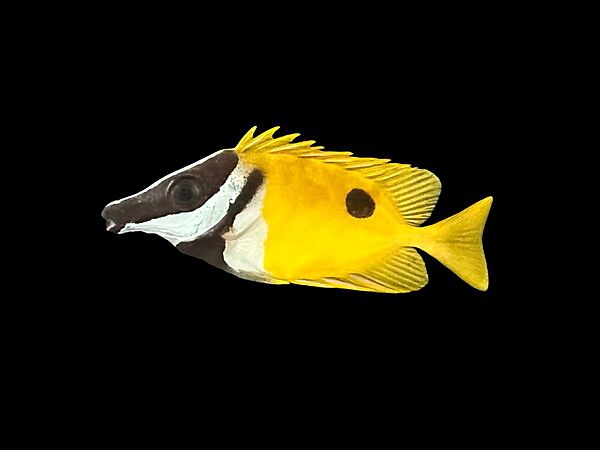 Foxface SM