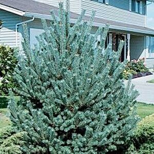 FRENCH BLUE SCOTCH PINE (PINUS SYLVESTRIS 'FRENCH BLUE')