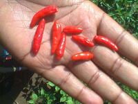 African Bird's Eye Chili Pepper Dried Whole Pods (kg)