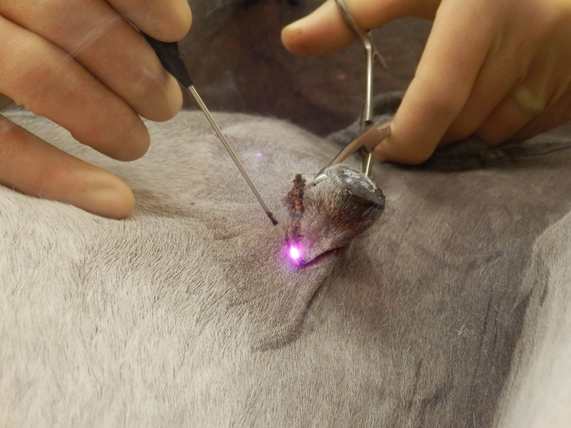 Laser Fibre, Cerelas-E, 600 µm, 10 x 1h, Special 5m Length