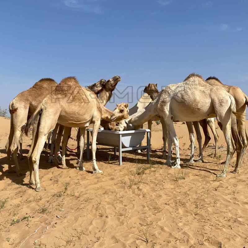 Farmex Trough 350 Liter for Camel