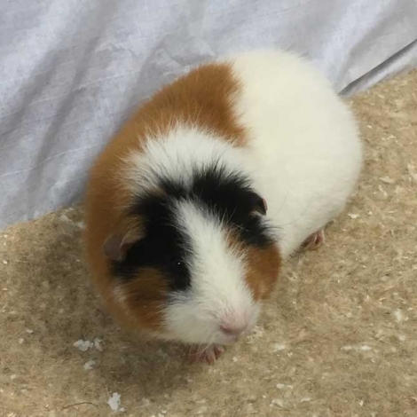 Terrafibre Cage Liner