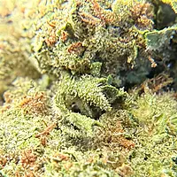 Green Crack Greenhouse Exotic Living Soil