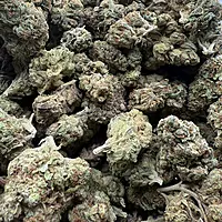 Green Crack Greenhouse Exotic Living Soil