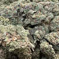 Green Crack Greenhouse Exotic Living Soil