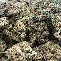 Green Crack Greenhouse Exotic Living Soil
