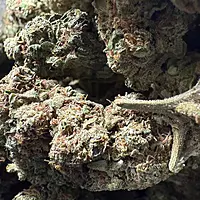 Green Crack Greenhouse Exotic Living Soil