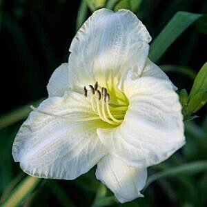 GENTLE SHEPHERD DAYLILY (HEMEROCALLIS 'GENTLE SHEPHERD') GENTLE SHEPHERD DAYLILY (HEMEROCALLIS 'GENTLE SHEPHERD')