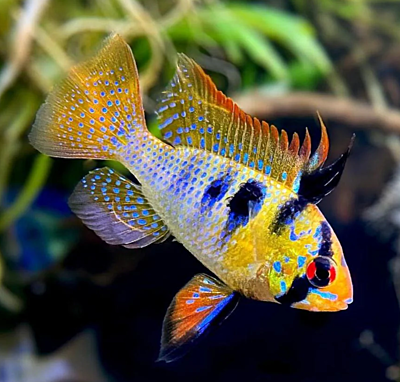 German Blue Ram
