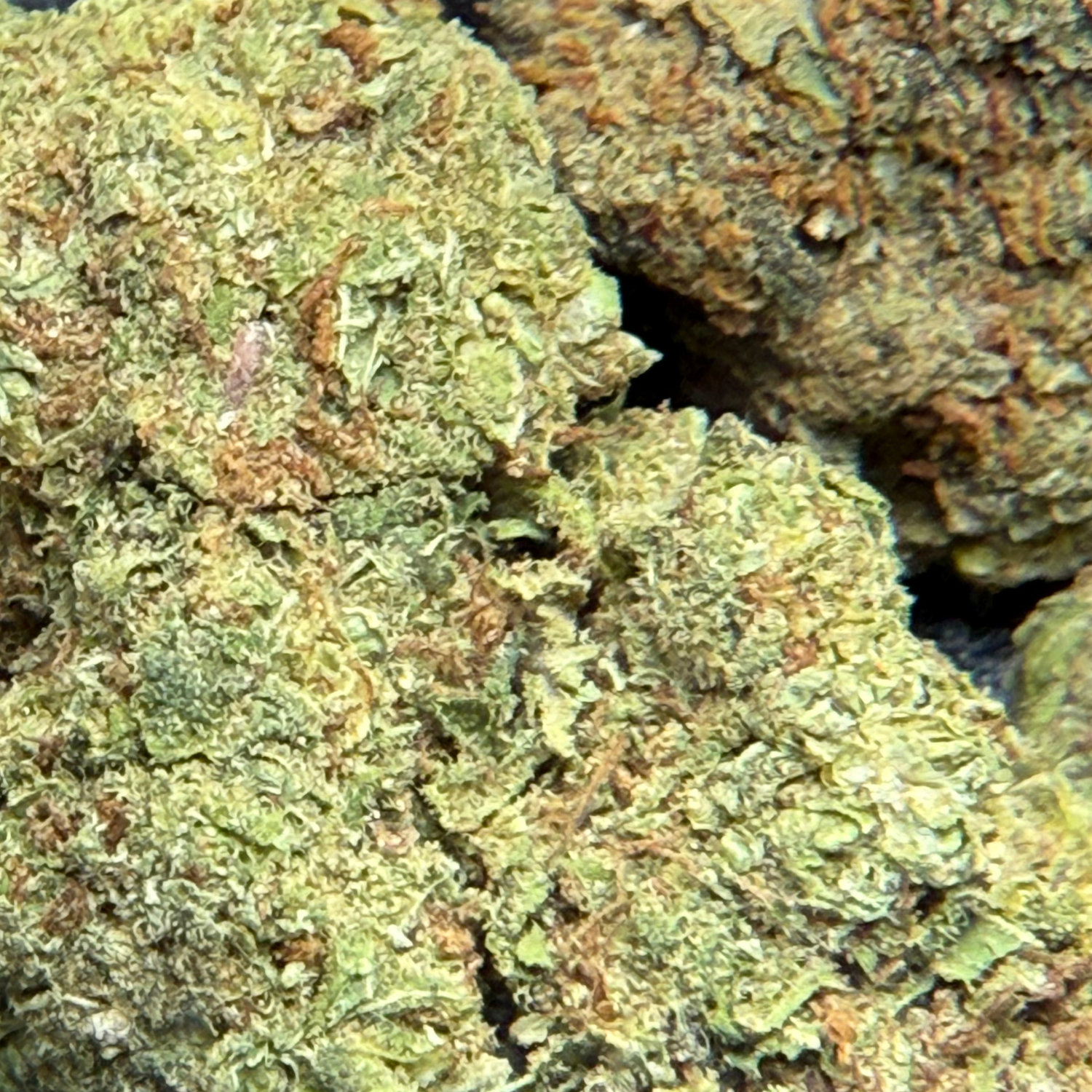Dr. Nugget GMO Cookies THC Flor