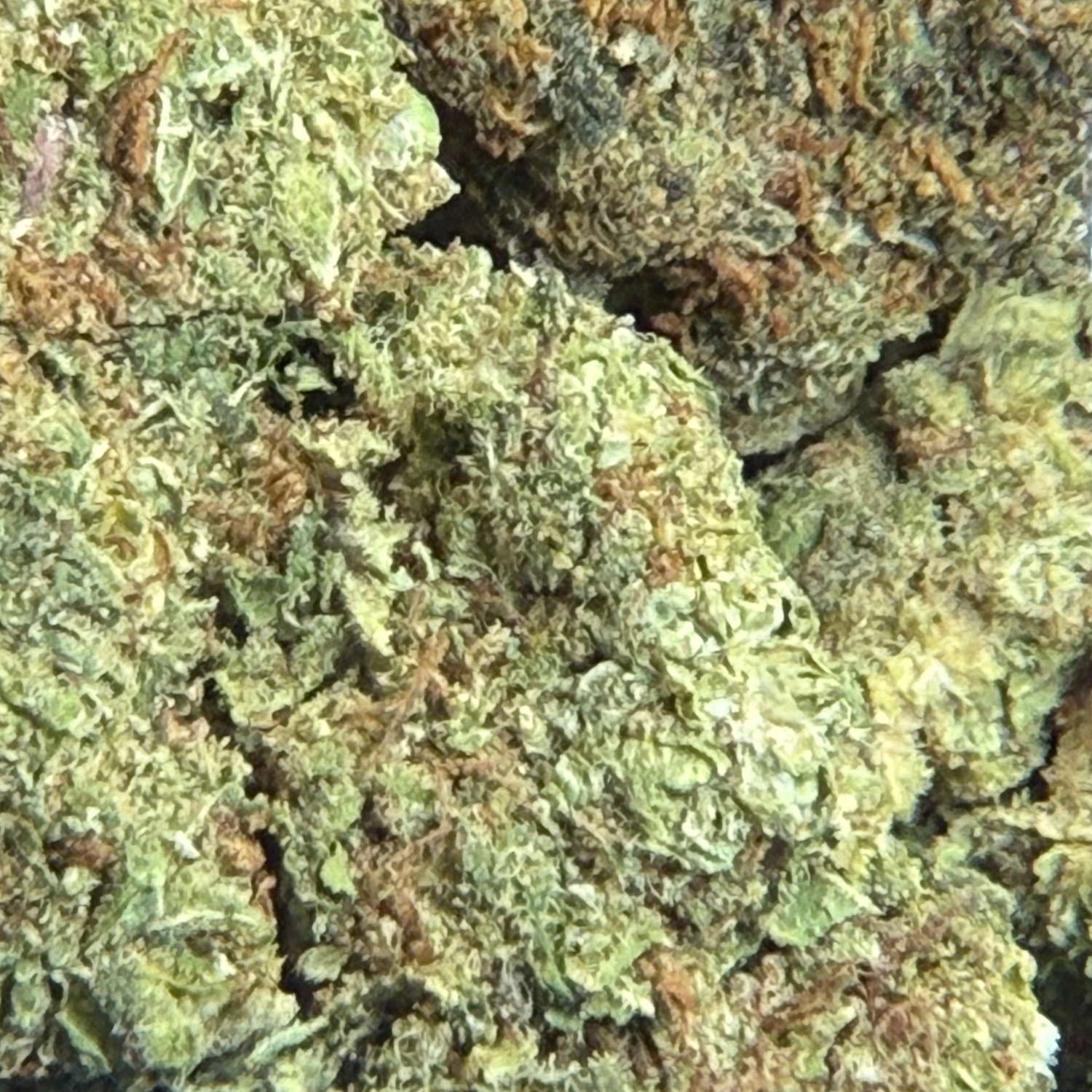 Dr. Nugget GMO Cookies THC Flor