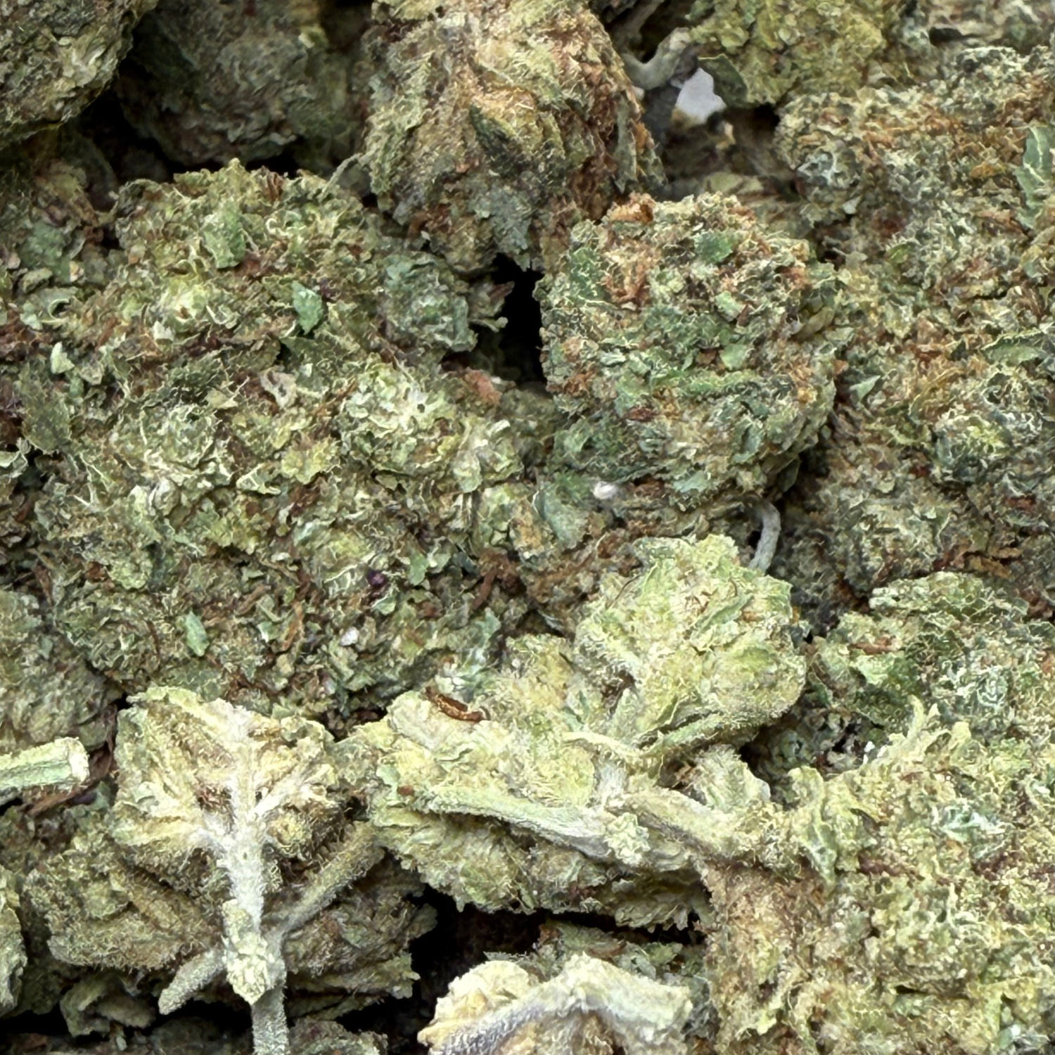 Dr. Nugget GMO Cookies THC Flor