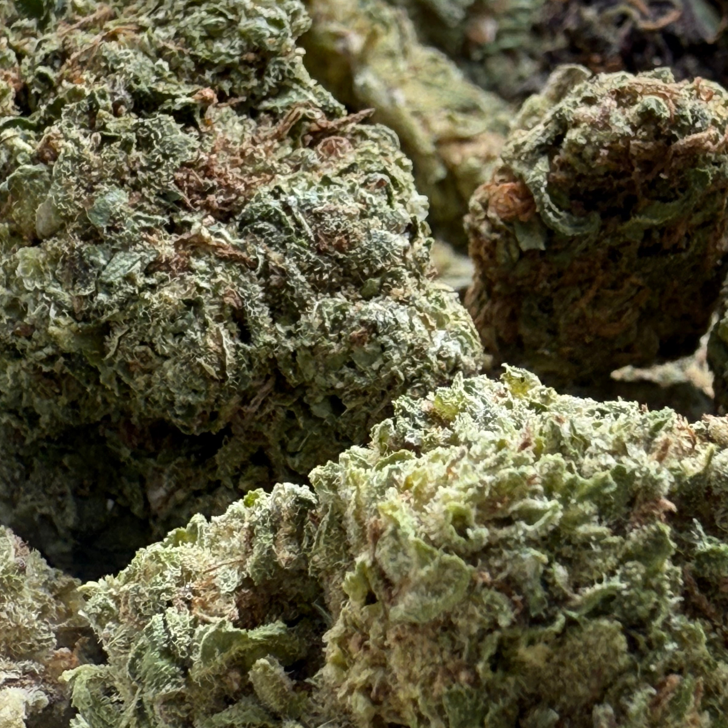 Dr. Nugget GMO Cookies THC Flor