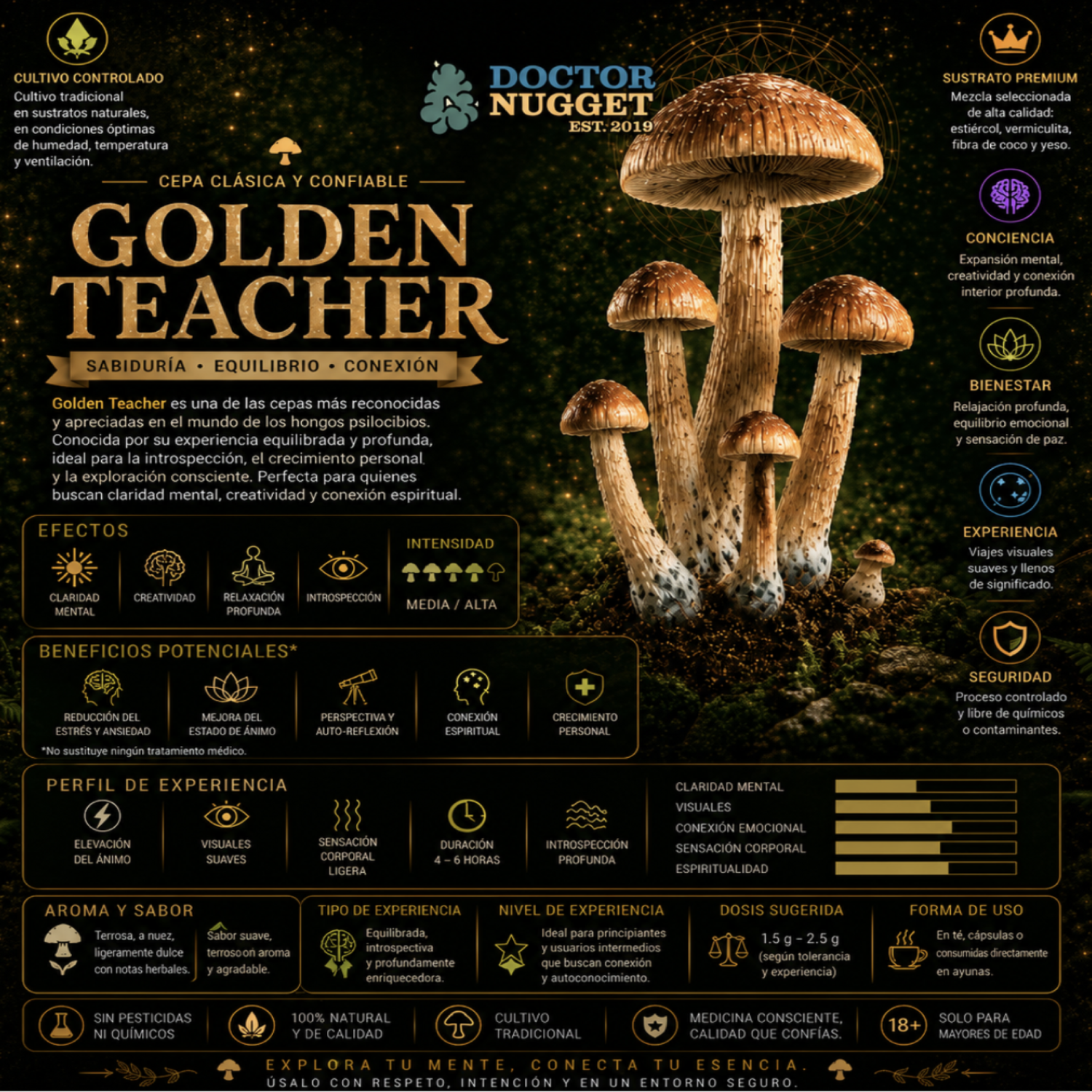 Dr. Nugget Golden Teacher Hongos