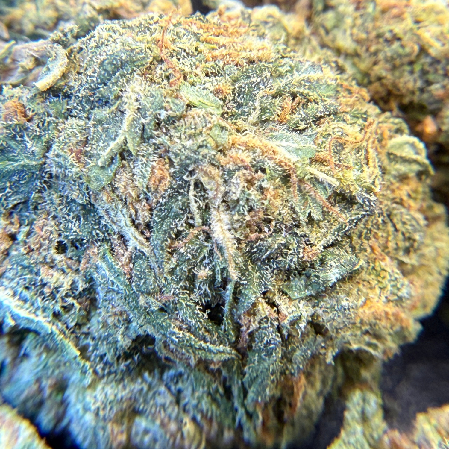 Gorilla Glue Greenhouse Edición Mundialista