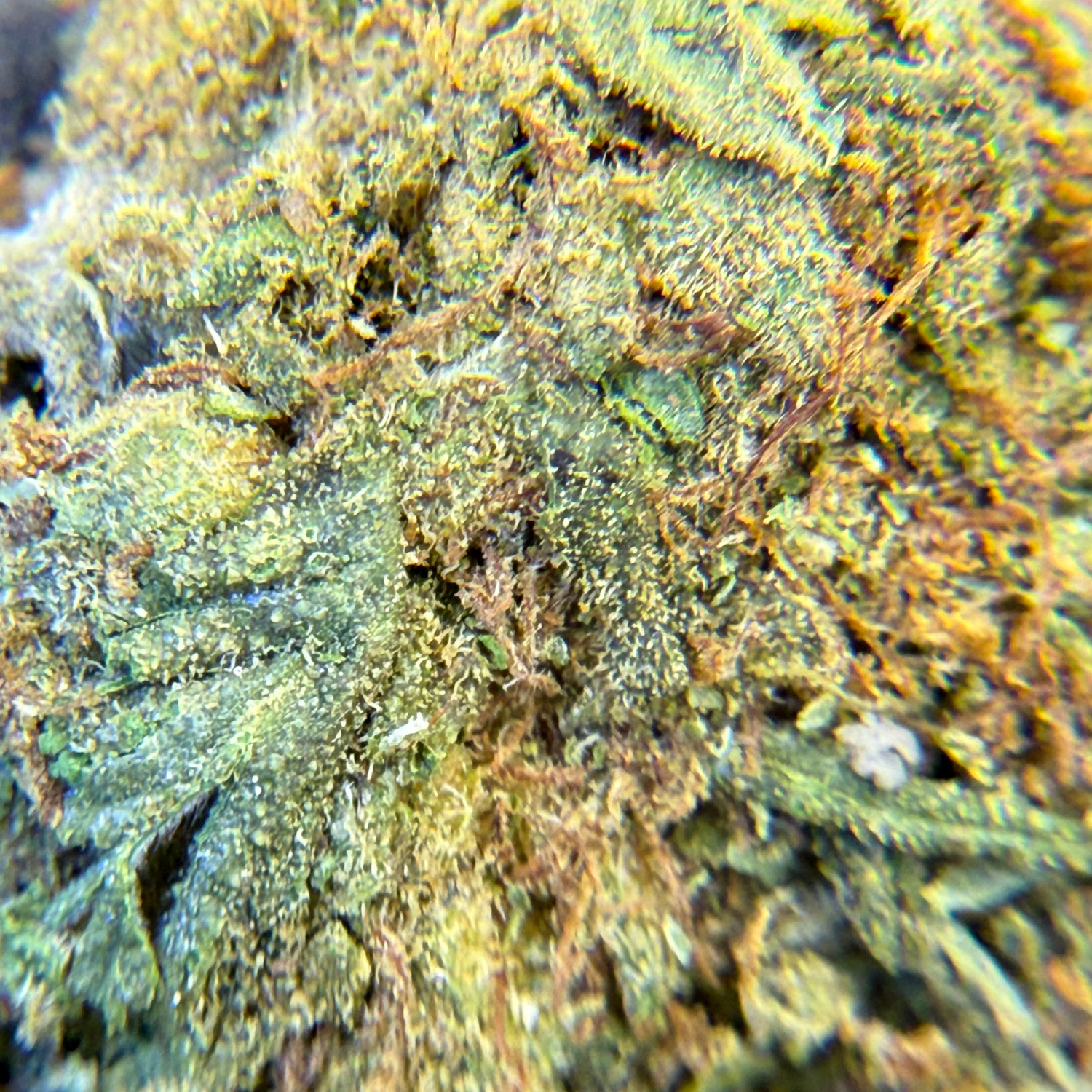 Gorilla Glue Greenhouse Edición Mundialista