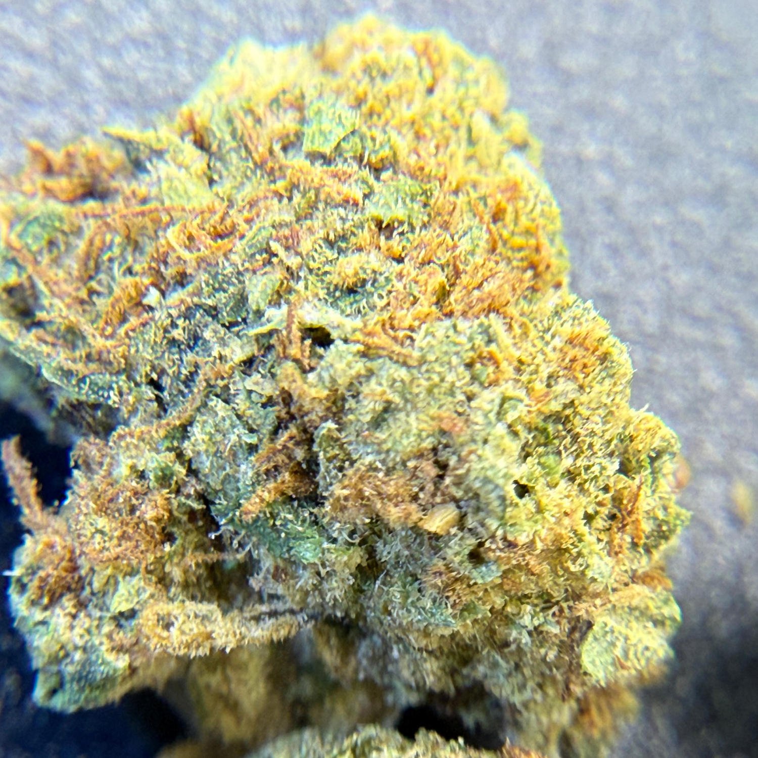 Gorilla Glue Greenhouse Edición Mundialista