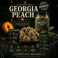Dr. Nugget Georgia Peach THC Flor