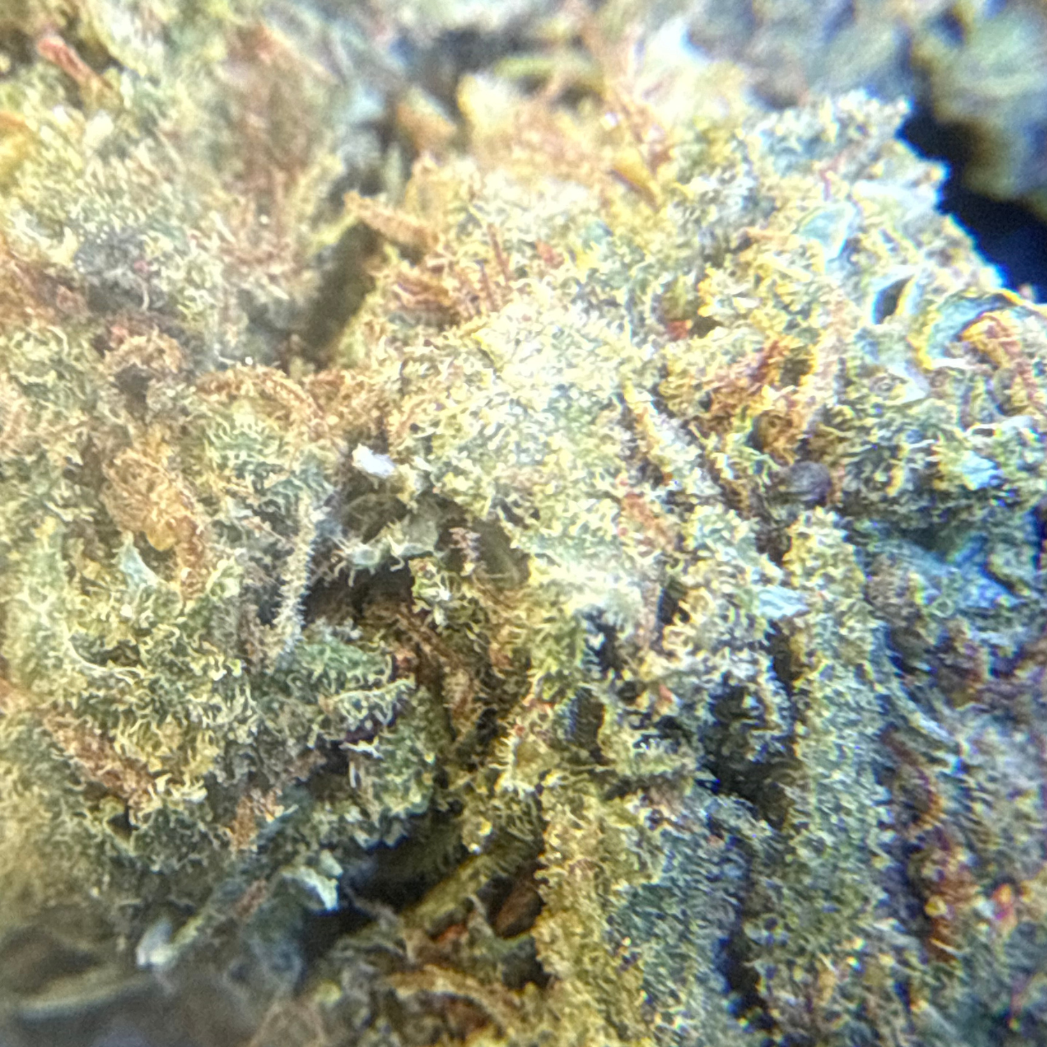 Grape Pie Indoor Estándar