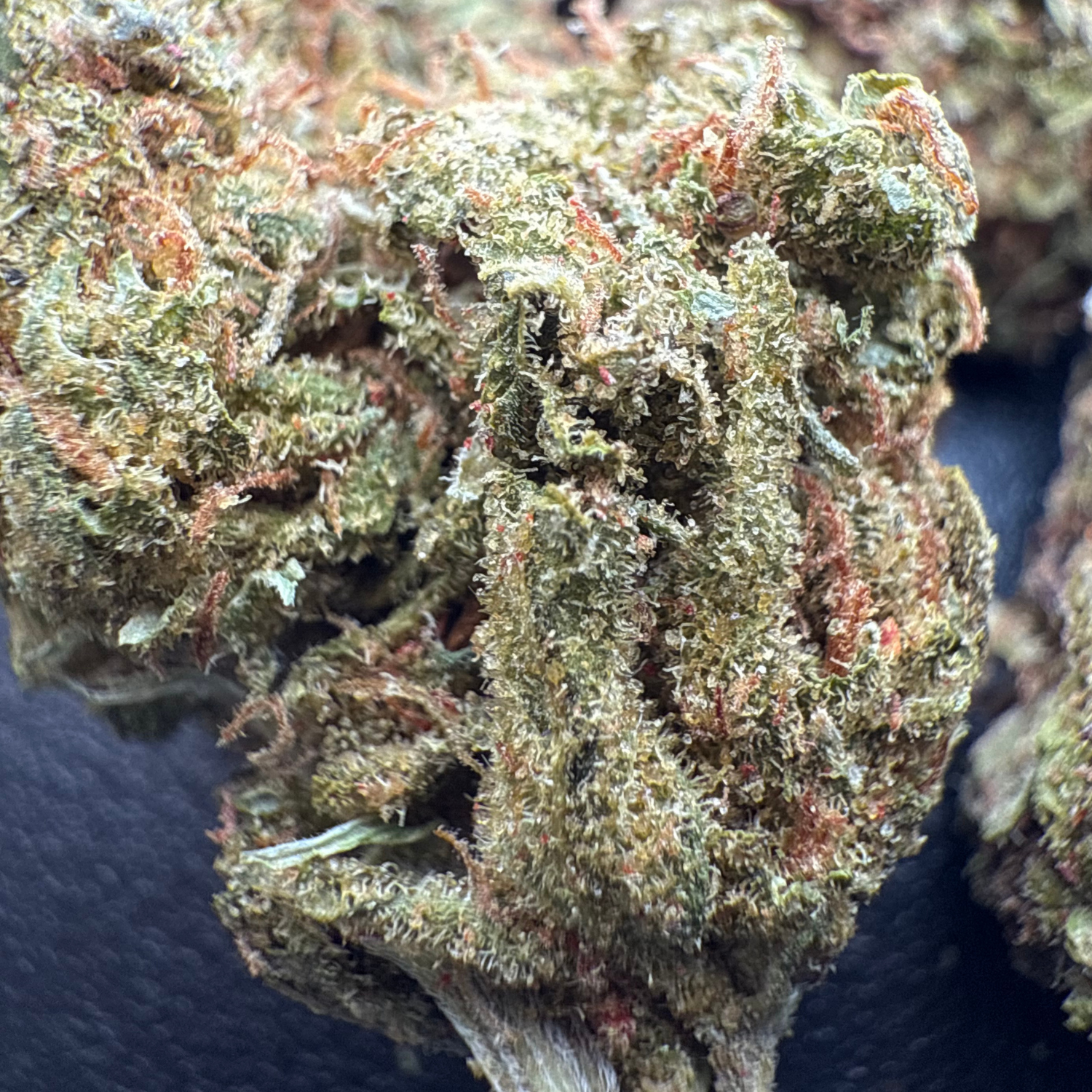Grape Pie Indoor Estándar