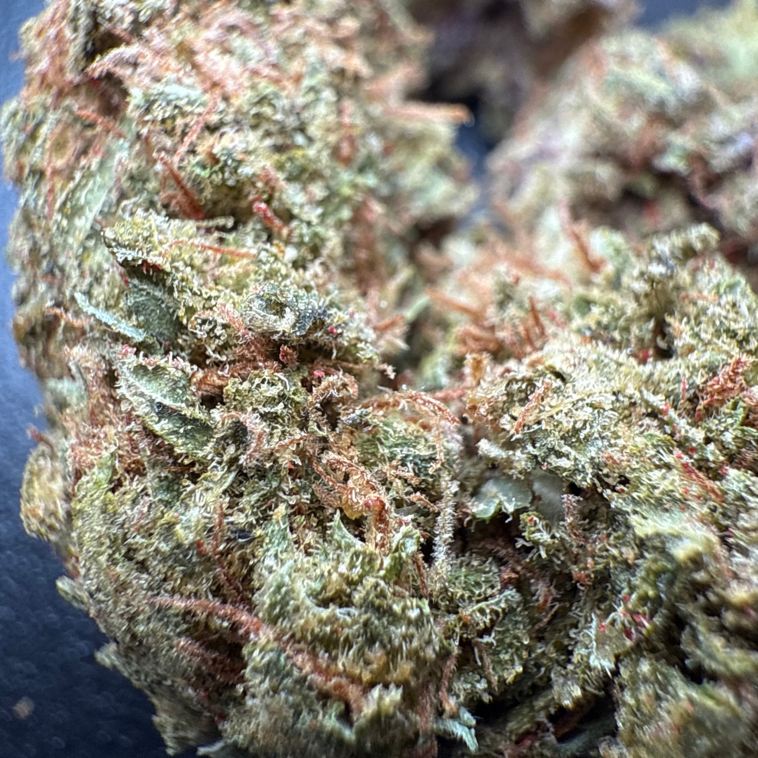 Grape Pie Indoor Estándar
