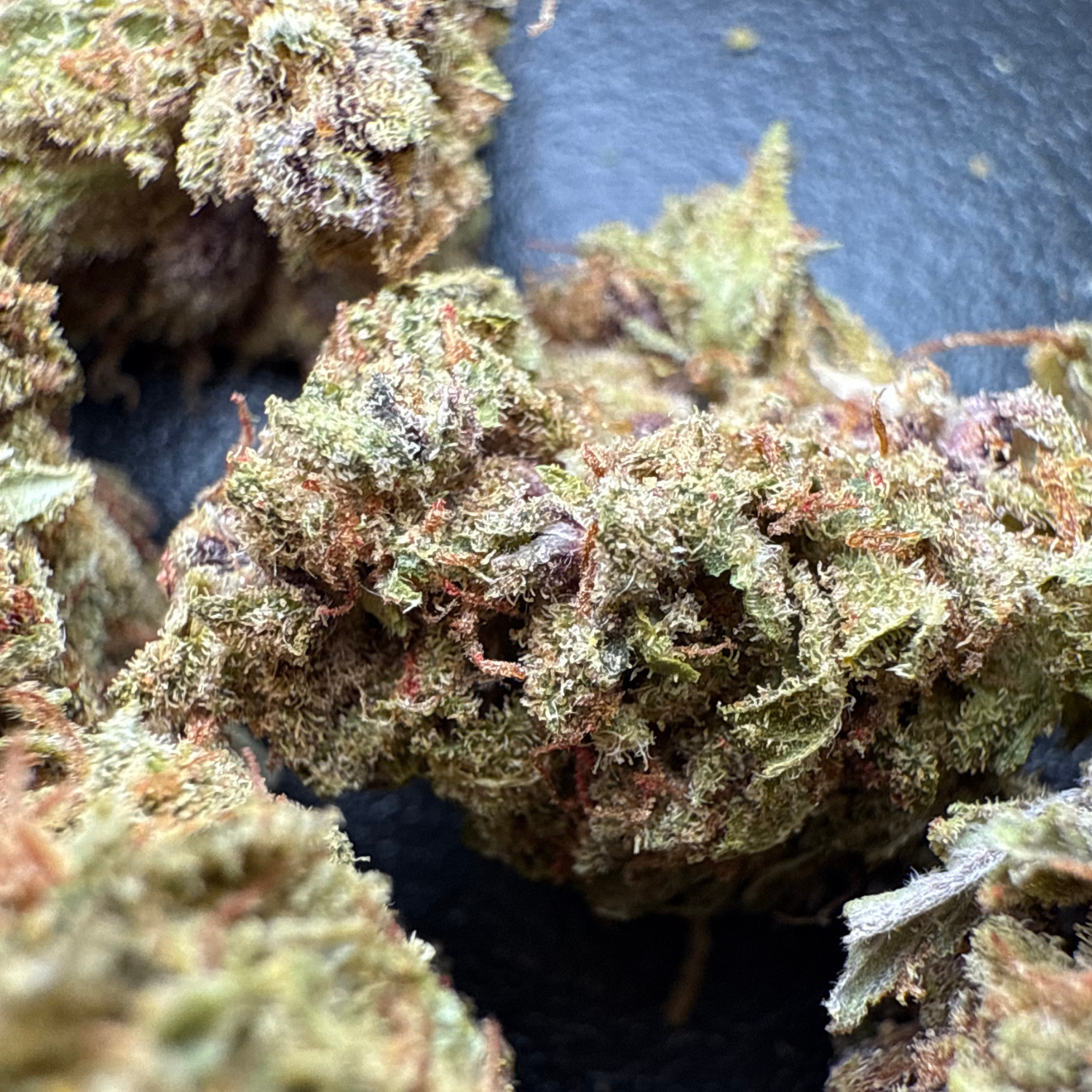 Grape Pie Indoor Estándar