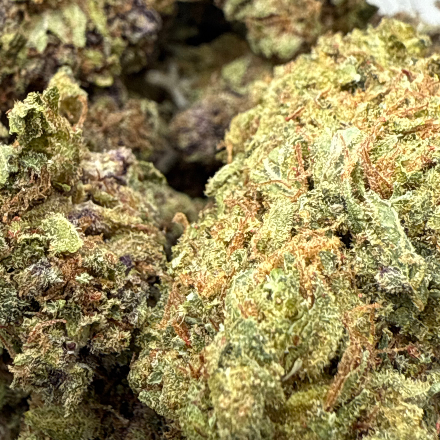 Grape Pie Indoor Estándar