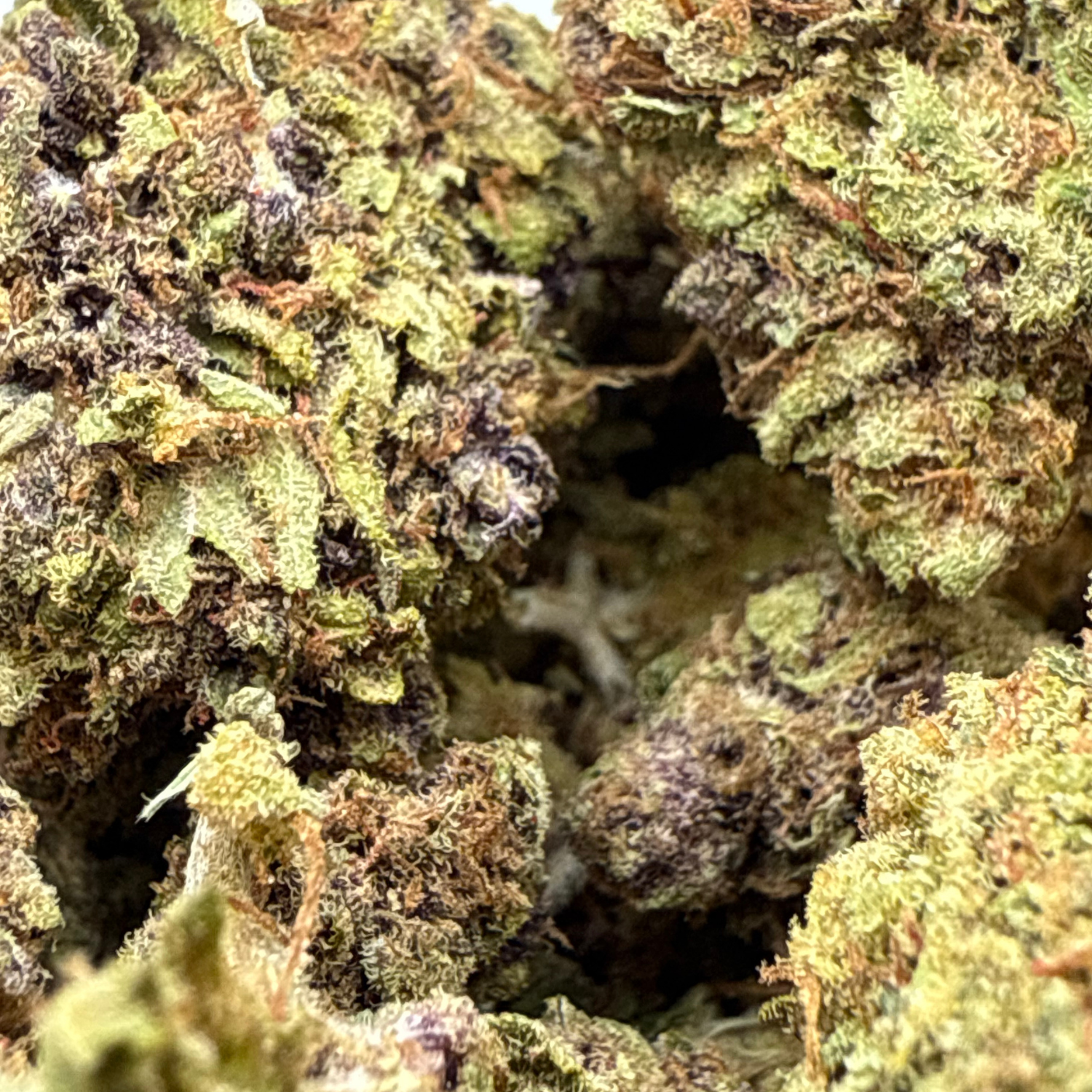 Grape Pie Indoor Estándar