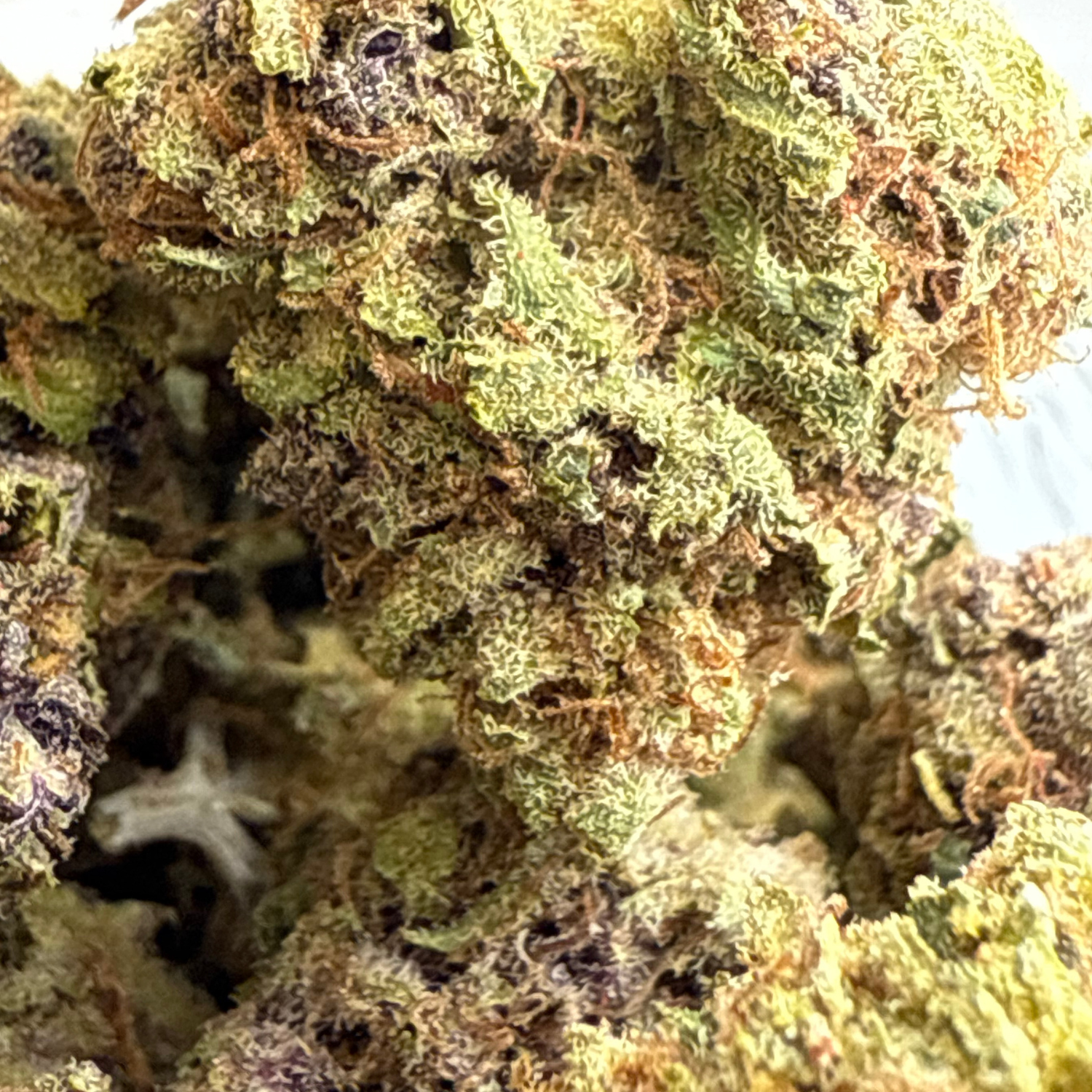 Grape Pie Indoor Estándar