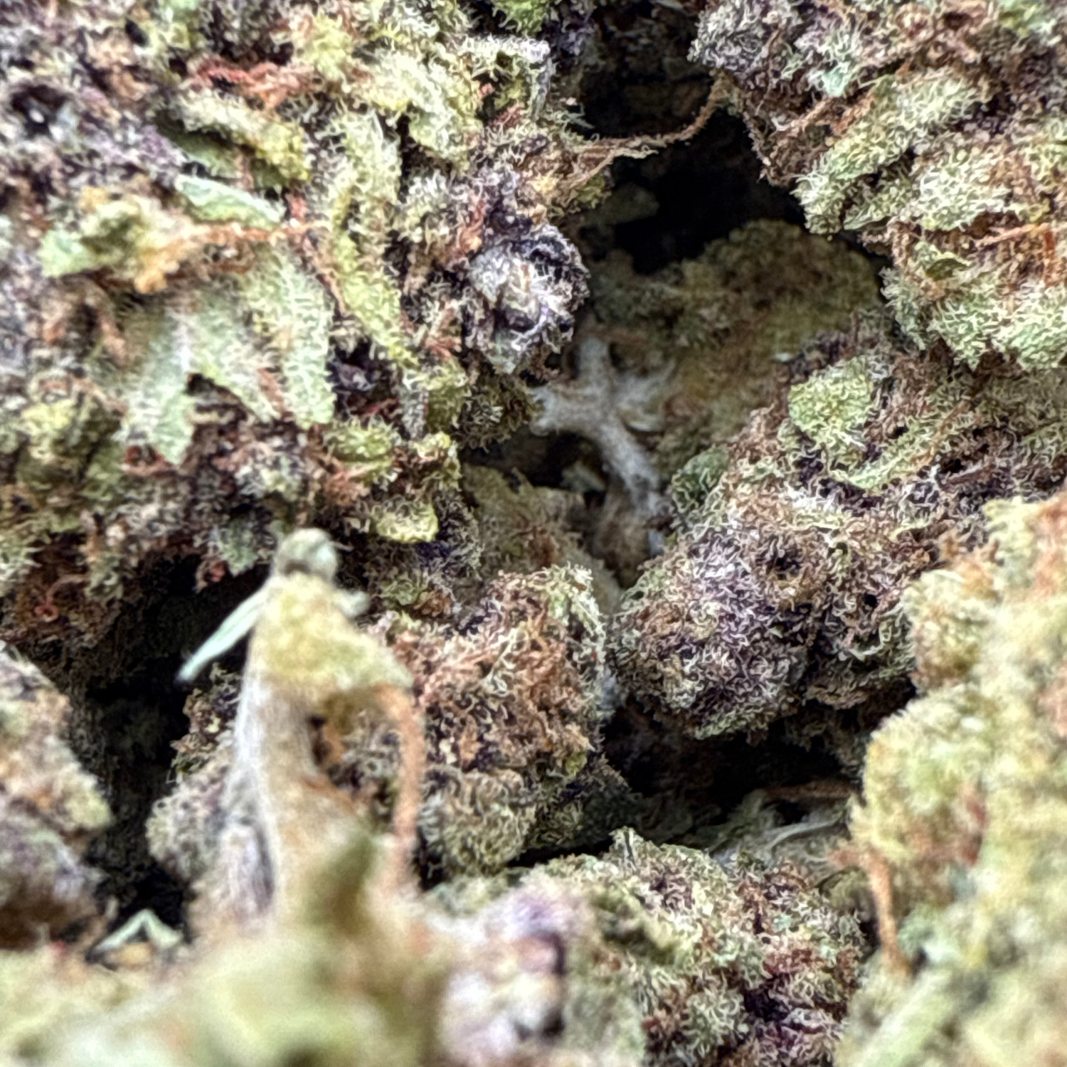 Grape Pie Indoor Estándar