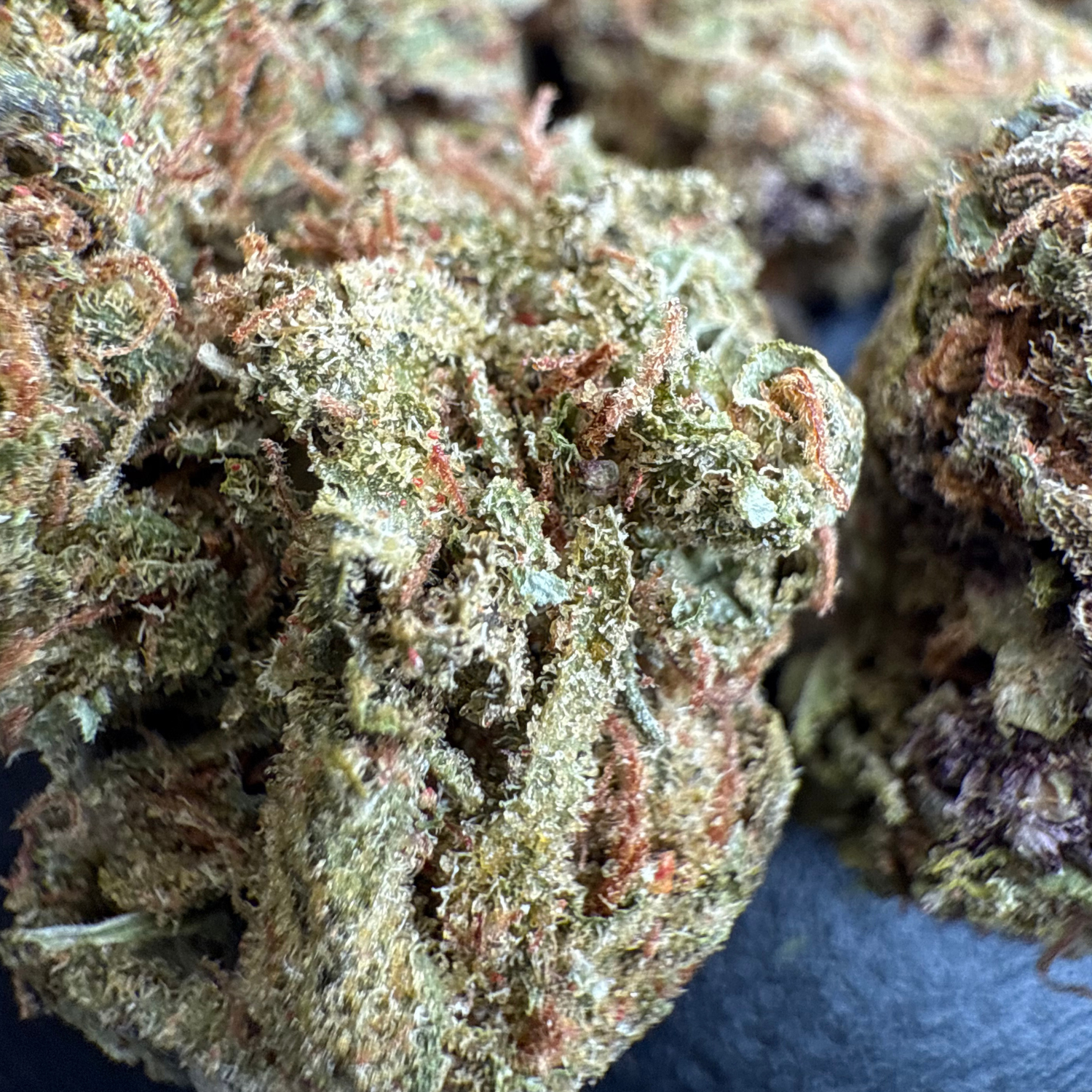 Grape Pie Indoor Estándar