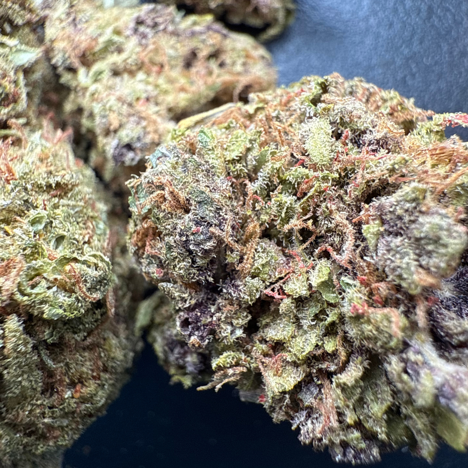 Grape Pie Indoor Estándar