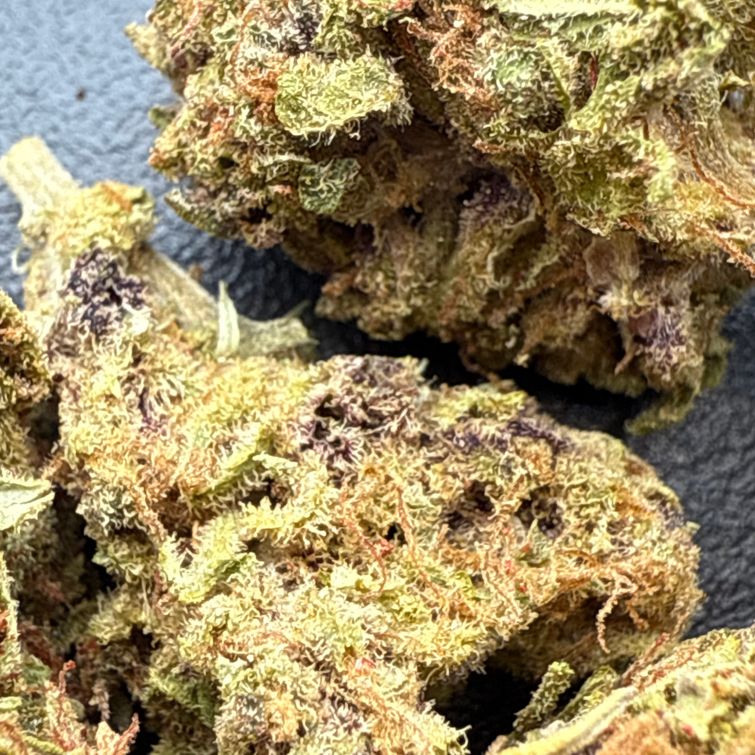 Grape Pie Indoor Estándar